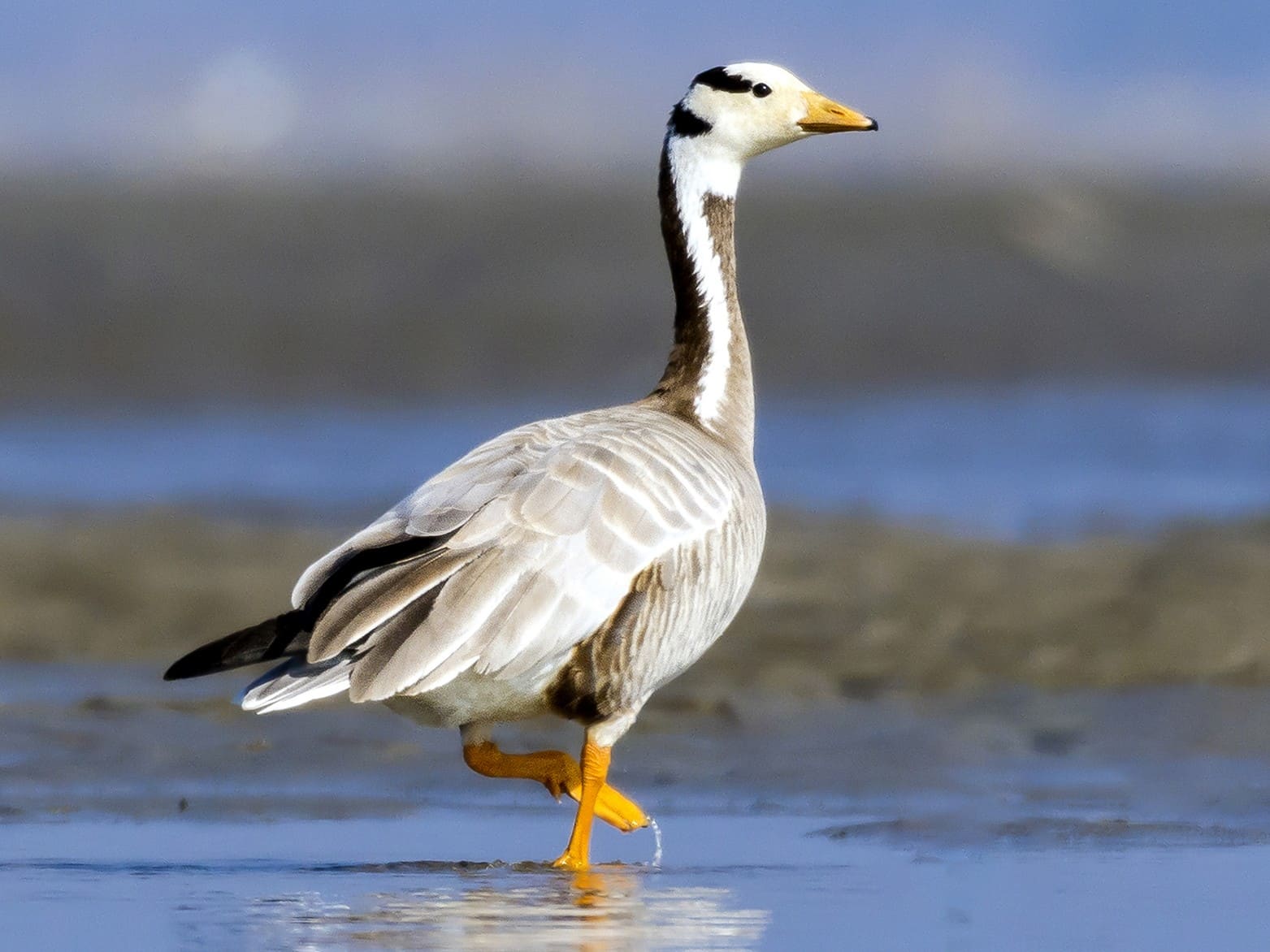 Bar-headed Goose